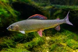 A grayling freshwater fish
